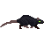 darkrat1