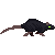 darkrat2